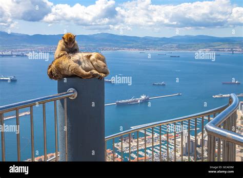 Gibraltar apes hi-res stock photography and images - Alamy