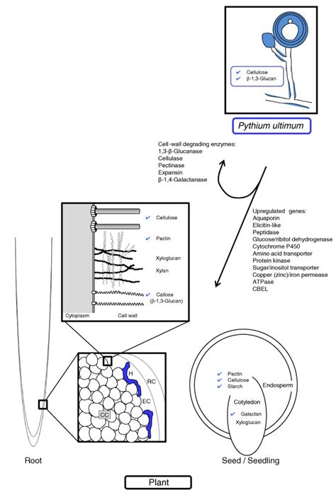 Genome Sequence Of The Necrotrophic Plant Pathogen Pythium Ultimum Reveals Original