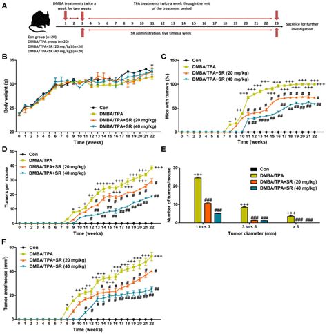 Salidroside Prevents Skin Carcinogenesis Induced By DMBA TPA In A Mouse