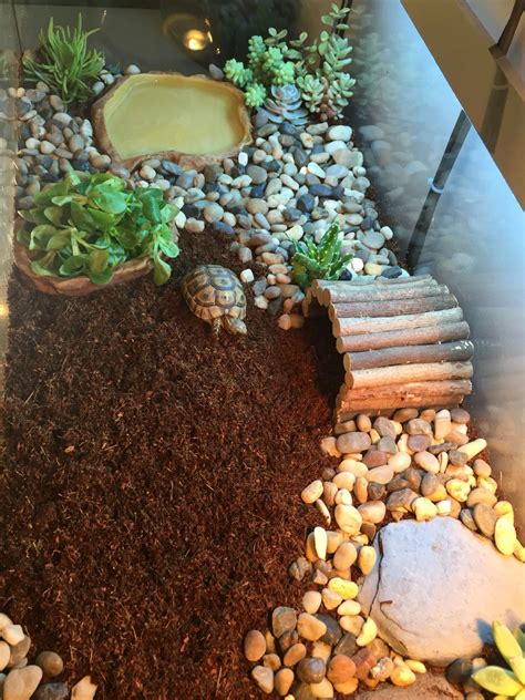 Terrarium pour tortue juvénile Tortoise habitat Tortoise enclosure