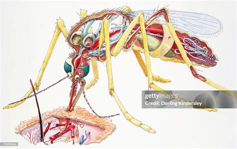 Mosquito Female Internal Anatomy And Sucking Blood From Skin ...