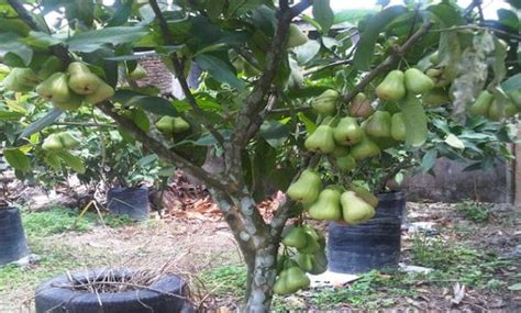 Cara Menanam Jambu Air Dalam Pot Tabulampot Jambu Air Agar Cepat