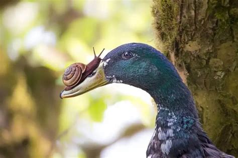 18 Birds That Eat Snails: A Comprehensive Guide!