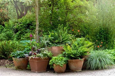 20 Best Ferns To Use In Hanging Baskets On Your Porch