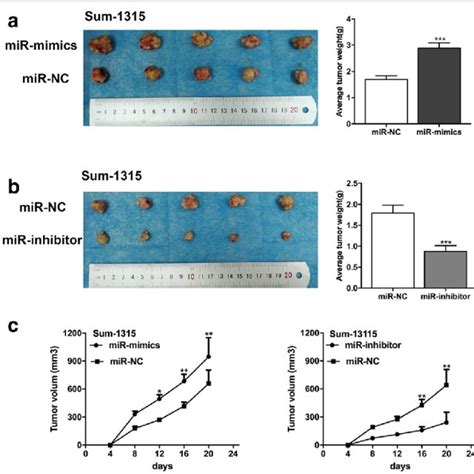 Mir P Promoted Tumor Growth Of Tnbc Cells In Vivo A B Tumors