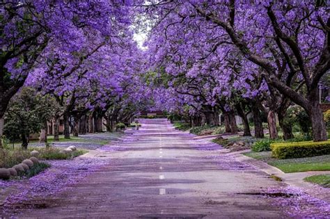 Jacaranda Tree In Full Bloom Stock Photo - Download Image Now - iStock