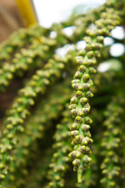 170 Fishtail Palm Photos Taleaux Et Images Libre De Droits Istock