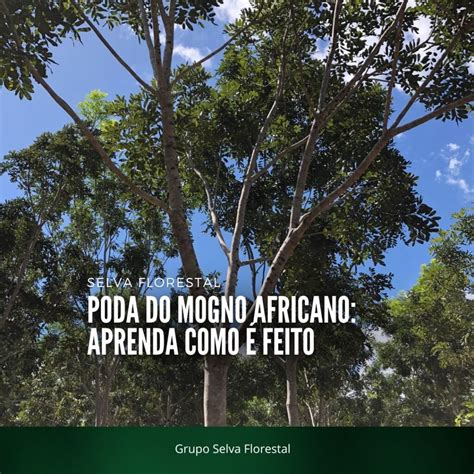 Aprenda A Fazer A Poda Do Mogno Africano