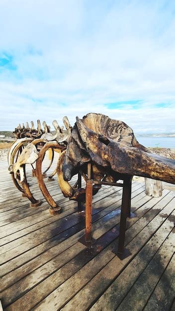 Premium Photo | Whale skeleton