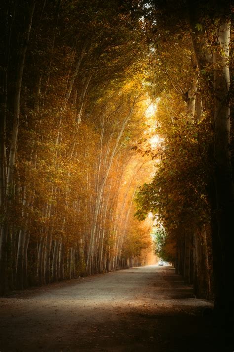 tree lined road   middle   forest photo  iran image
