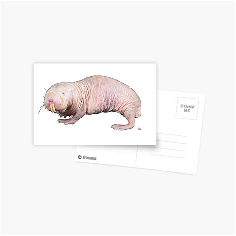 Naked Mole Rat Sticker For Sale By Cuddly Goblin Redbubble