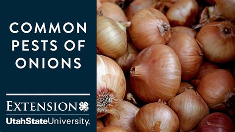 Common Pests Of Onions YouTube