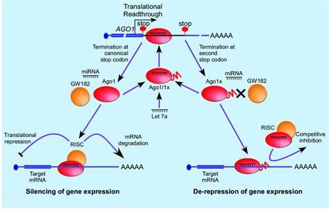 Schematic Showing Ago X Mediated Negative Feedback Regulation Of Mirna