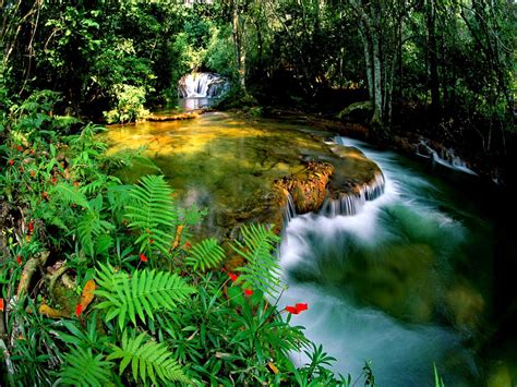 Nature Jungle Wallpapers - 4k, HD Nature Jungle Backgrounds on WallpaperBat