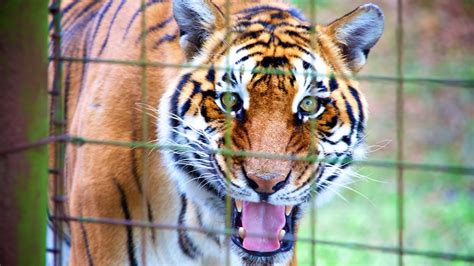 Big Cat Rescue In Tampa Florida Expedia