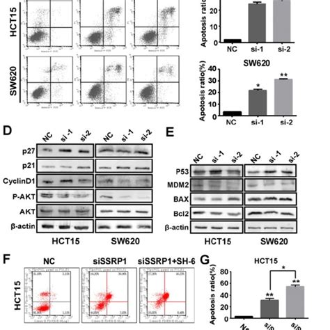 Downregulation Of SSRP1 Inhibits Migration And Invasion Of Colorectal