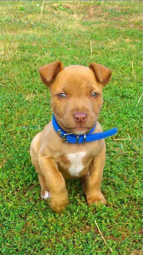 Pin By Brooke Chilton On Dogs Red Nose Pitbull Puppies Pitbull