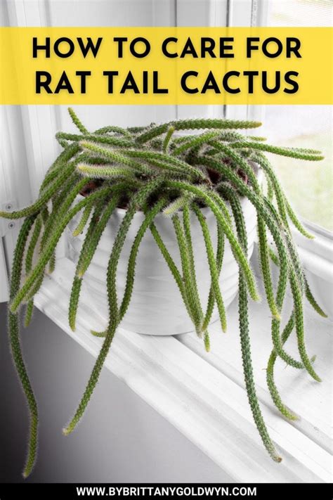 Rat Tail Cactus Careall About This Unique Trailing Cactus