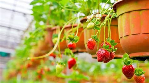 An Easy Way To Grow Strawberries In Hanging Baskets Slick Garden