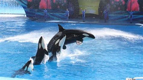 Killer whale show at SeaWorld Orlando to change in 2020