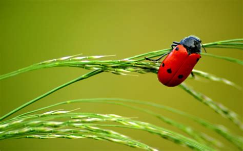 Can Ladybug Spots Tell You the Future? | Wonderopolis