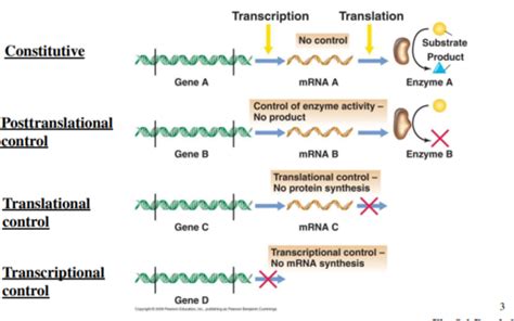 L33/L34 Microbial Regulation of Gene Expression: Overview Flashcards | Quizlet