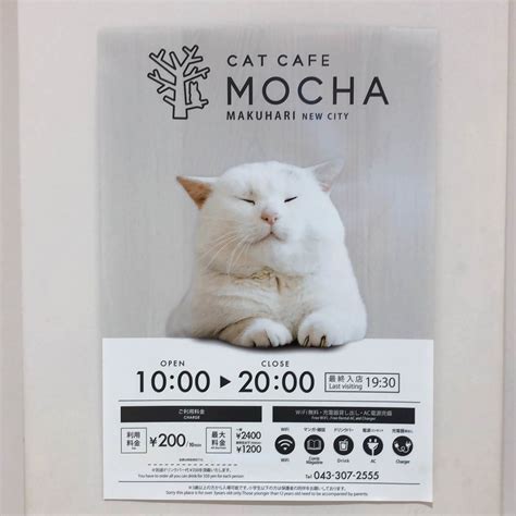 【猫カフェmocha】イオンモール幕張新都心店はオシャレで清潔感 Batakonblog