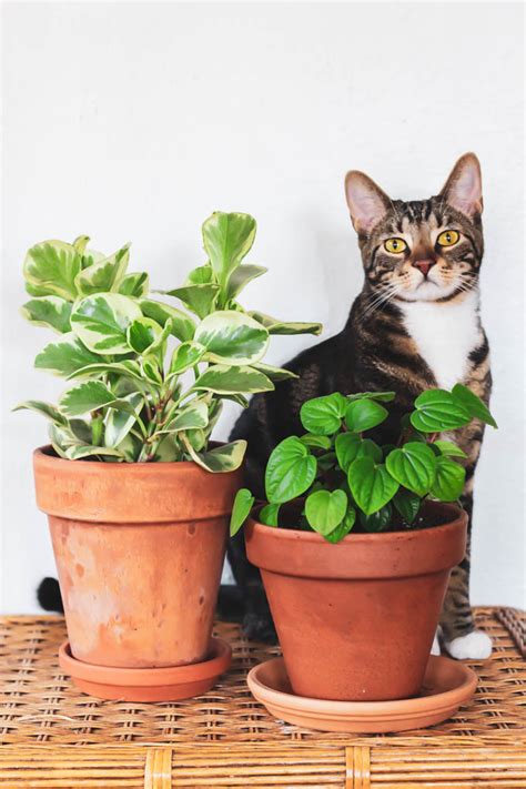 The Best Pet Friendly Houseplants Emilie Eats