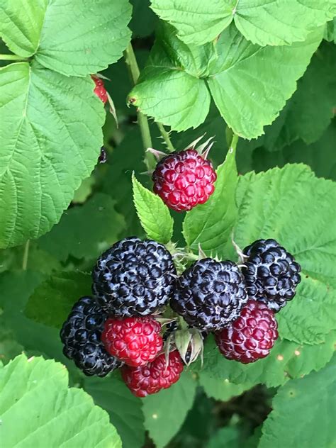 Black Raspberries Rubus 2020 Herb Of The Year Countryside