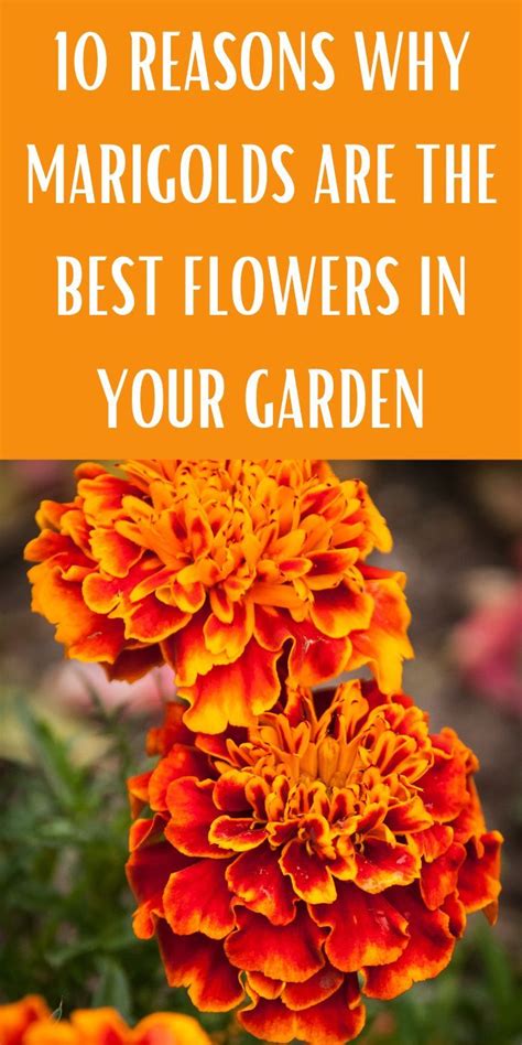 10 Reasons Why Marigolds Are The Best Flowers In Your Garden Gardening