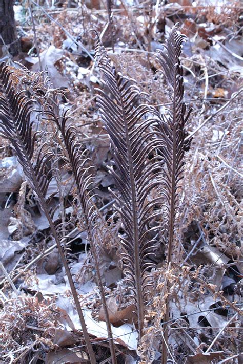 Ostrich Fern | Illinois Pollinators