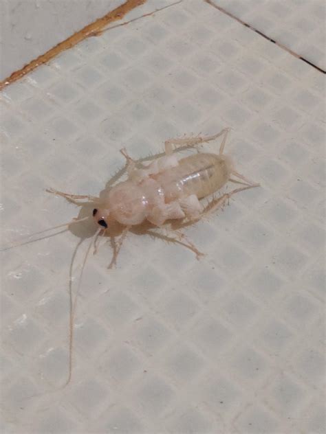 A white cockroach? India : r/insects