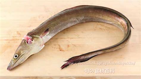 ハモ（鱧 ／ はも）の目利きと料理：旬の魚介百科