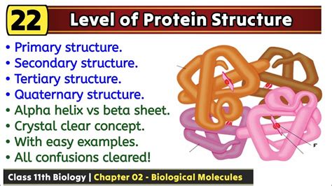 Structural Organization Of Protein Four Levels Of Protein Structure