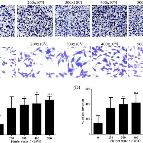 A Expression Of VEGFA Ecadherin Ncadherin And Vimentin In MKN45