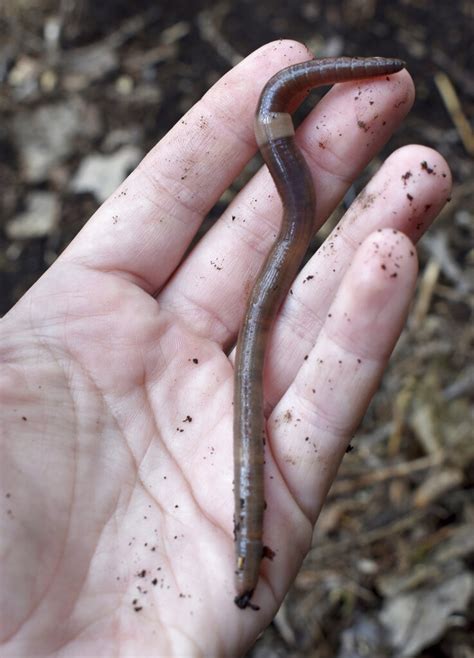 The Next Invasive Garden Threat A Slithering Jumping Worm Sentinel Colorado