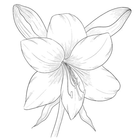 Premium Vector Hippeastrum Outline Vector Botanical Illustration