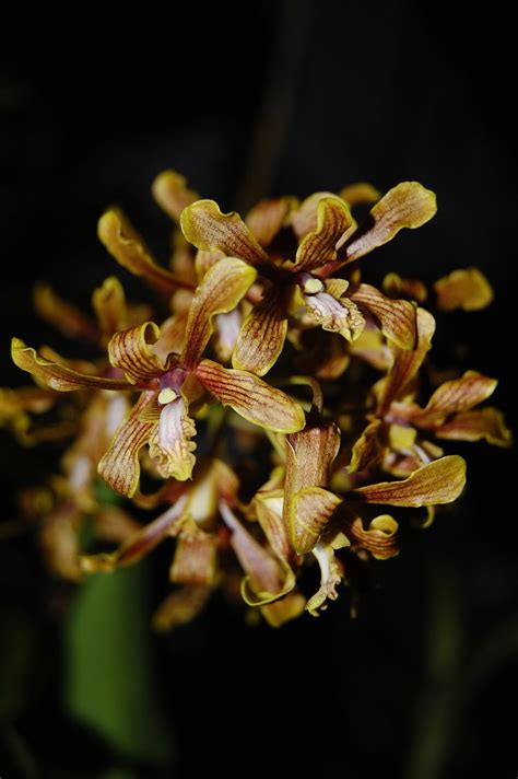 David S Orchid Species Dendrobium Sylvanum Rchb F