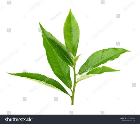 Green Tea Leaf Isolated On White Stock Photo Shutterstock