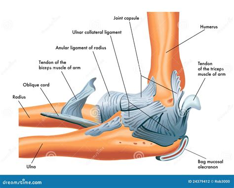 Ligamentos Del Codo Fotografía de archivo Imagen 24379412