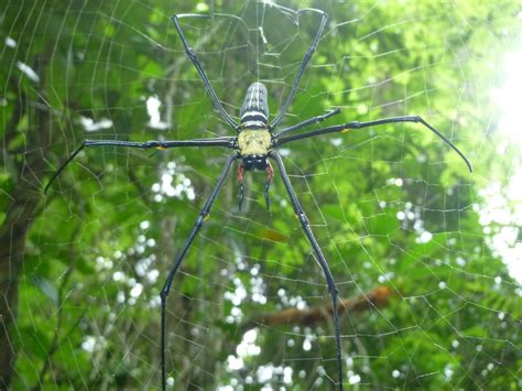 9 Creepiest Animals You Might Come Across In Australia