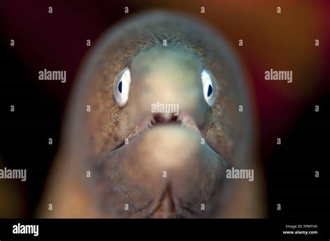 White eyed eel head hi-res stock photography and images - Alamy