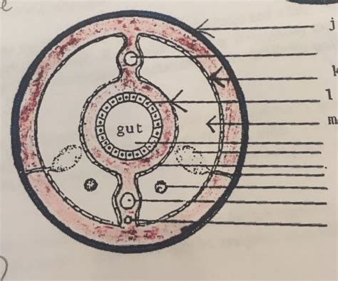 Coelomate Diagram | Quizlet