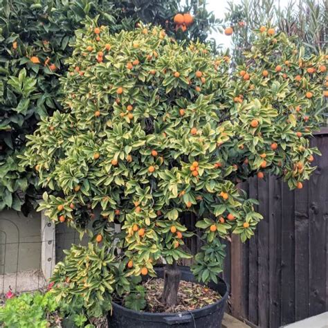 16 Best Bountiful Fruit Trees for USDA Zone 8