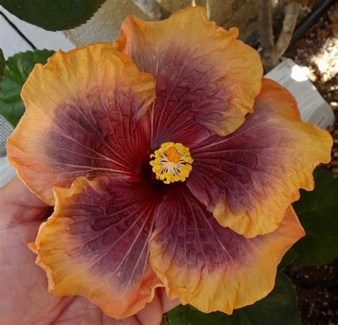 Pin By Maria Regina Chinelato On Mreginahibiscos Hibiscus Flowers