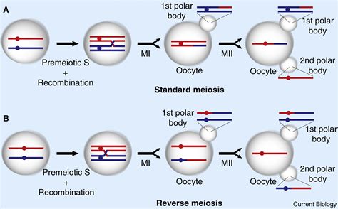 Chromosome Segregation Human Female Meiosis Breaks All The Rules