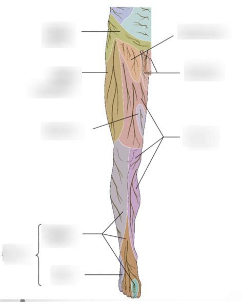 Cutaneous Innervation Anterior Lower Extremity Diagram Quizlet