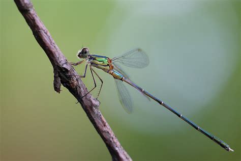 Chalcolestes Parvidens This Eastern Willow Spreadwing Was Flickr