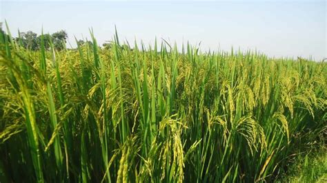 Top 20 Steps To Boost Rice Yield How To Increase Paddy Production And