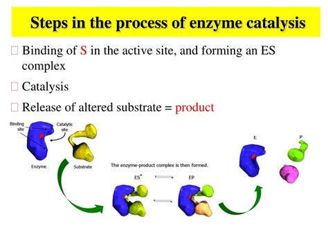 Ppt Chapter 3 Enzymes Powerpoint Presentation Free Download Id9213427